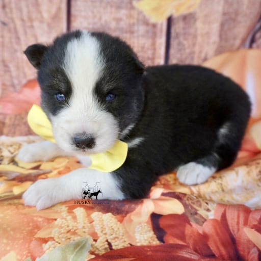 AKC Biscuit 16